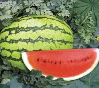 Zebra Water Melon (Medium)