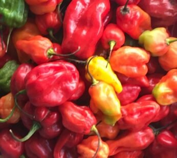 Fresh Hot Pepper