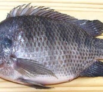 Fresh Tilapia Fish (Big)