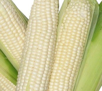 1 Pc Maize (Cob)